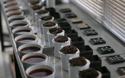 tea processing image
